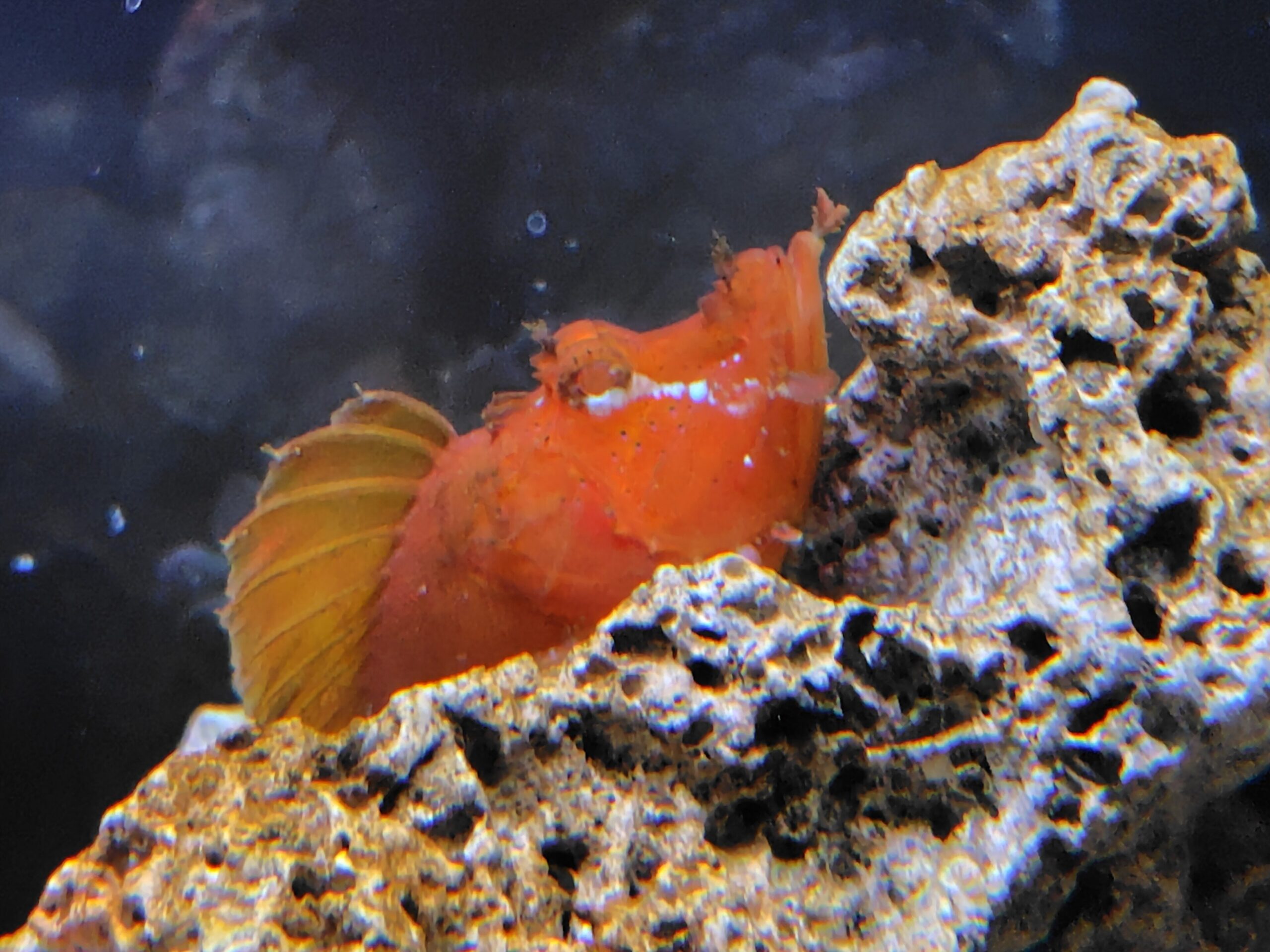 Leaf scorpionfish (Rhinopias) camouflaged on a reef