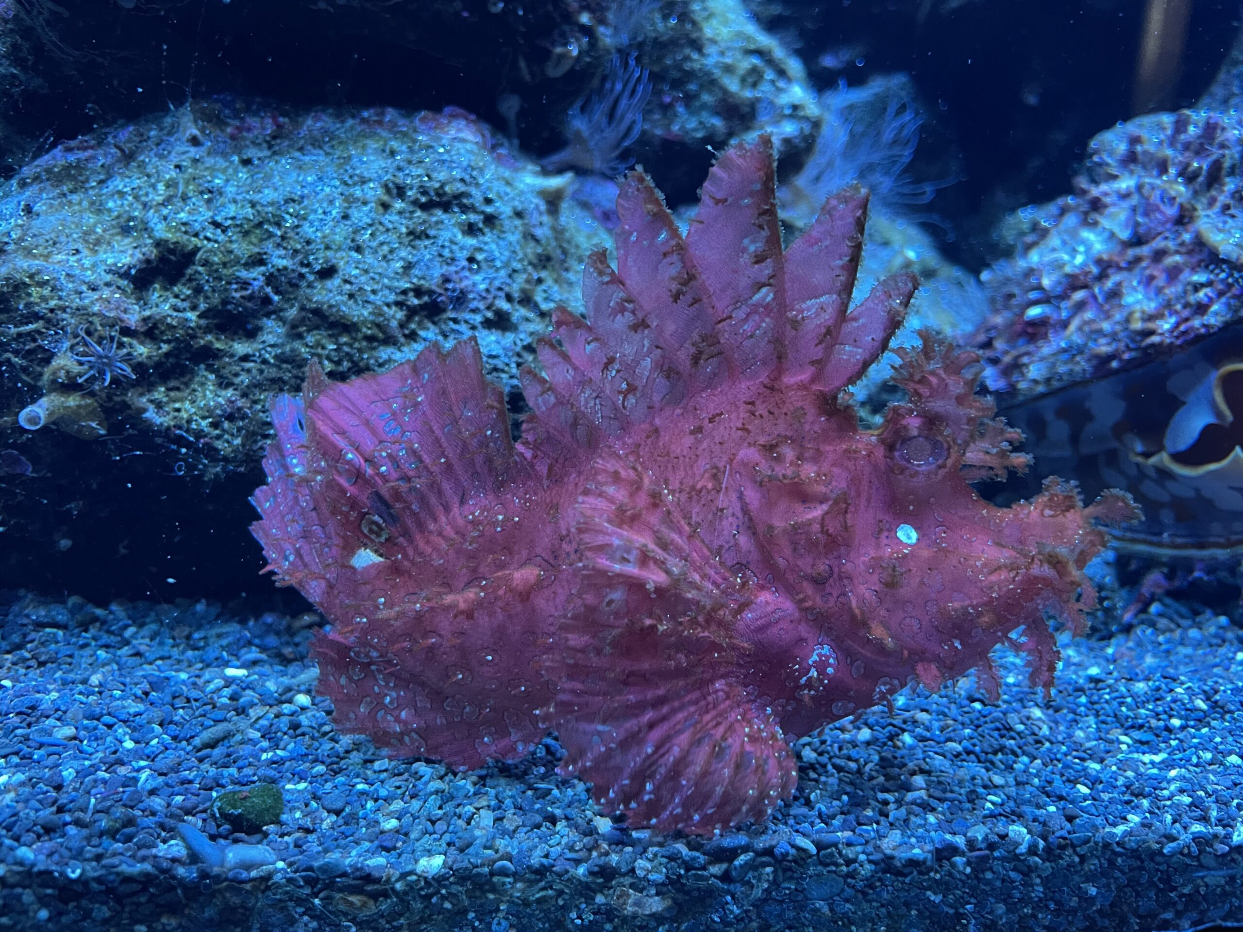 Leaf scorpionfish (Rhinopias) camouflaged on a reef