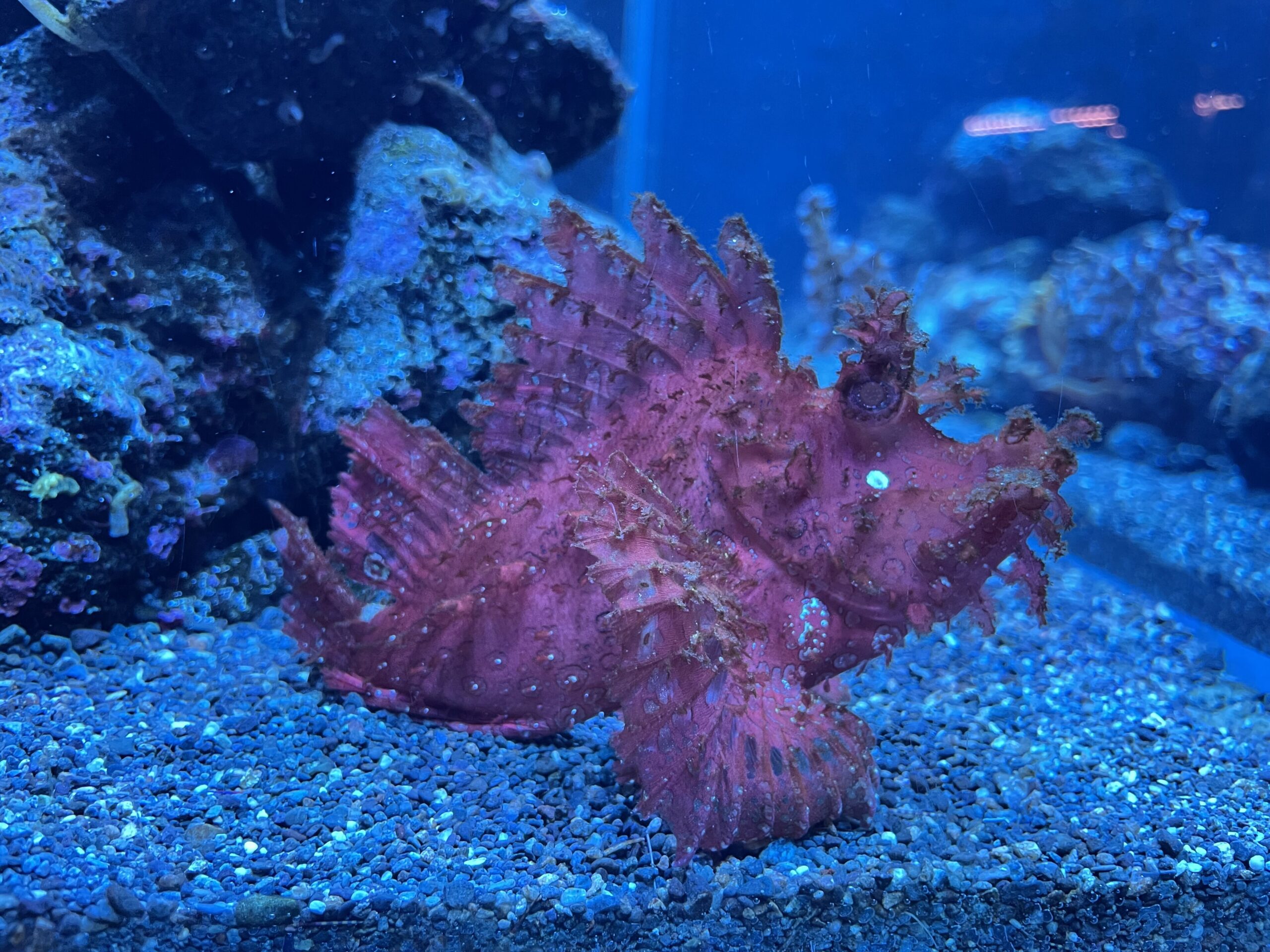 Leaf scorpionfish (Rhinopias) camouflaged on a reef