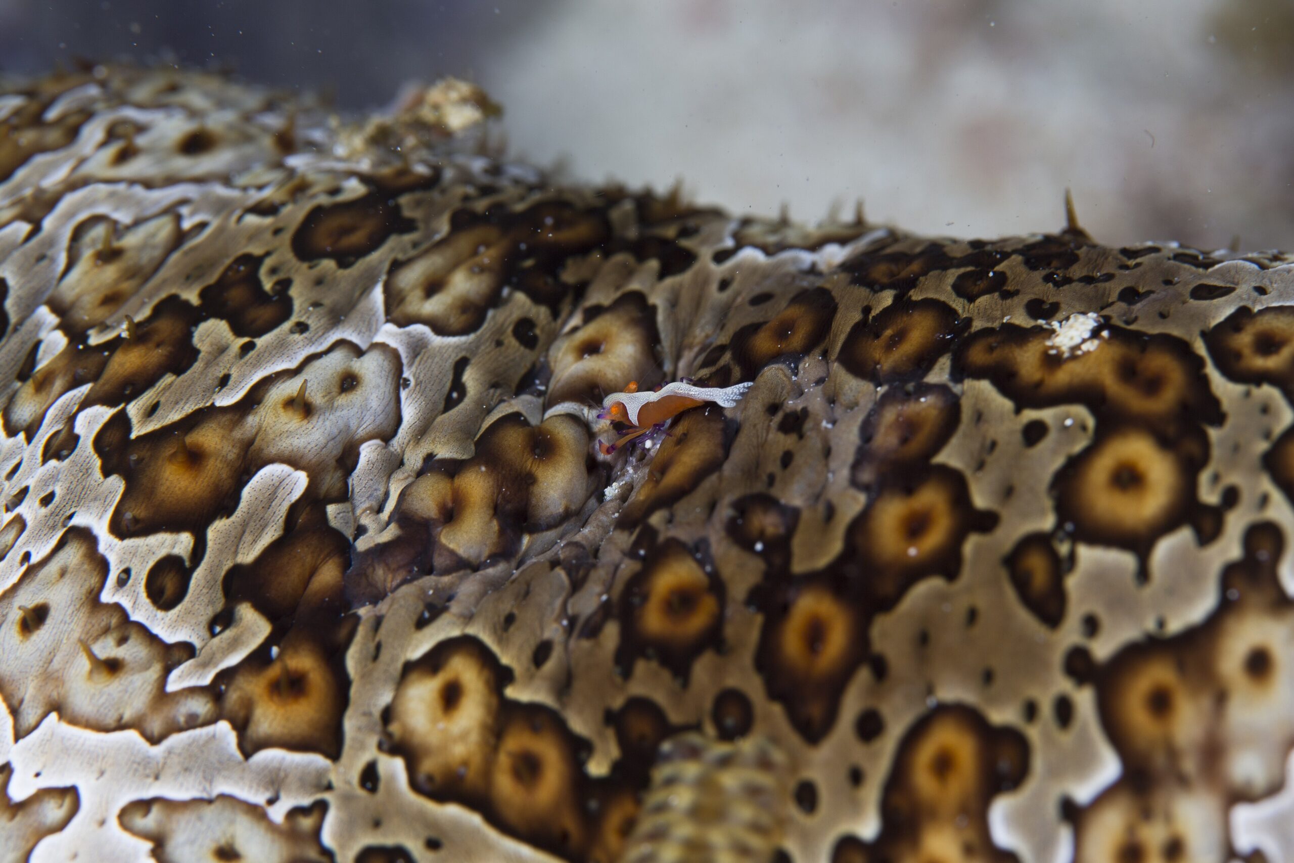 Shrimp on a coral reef