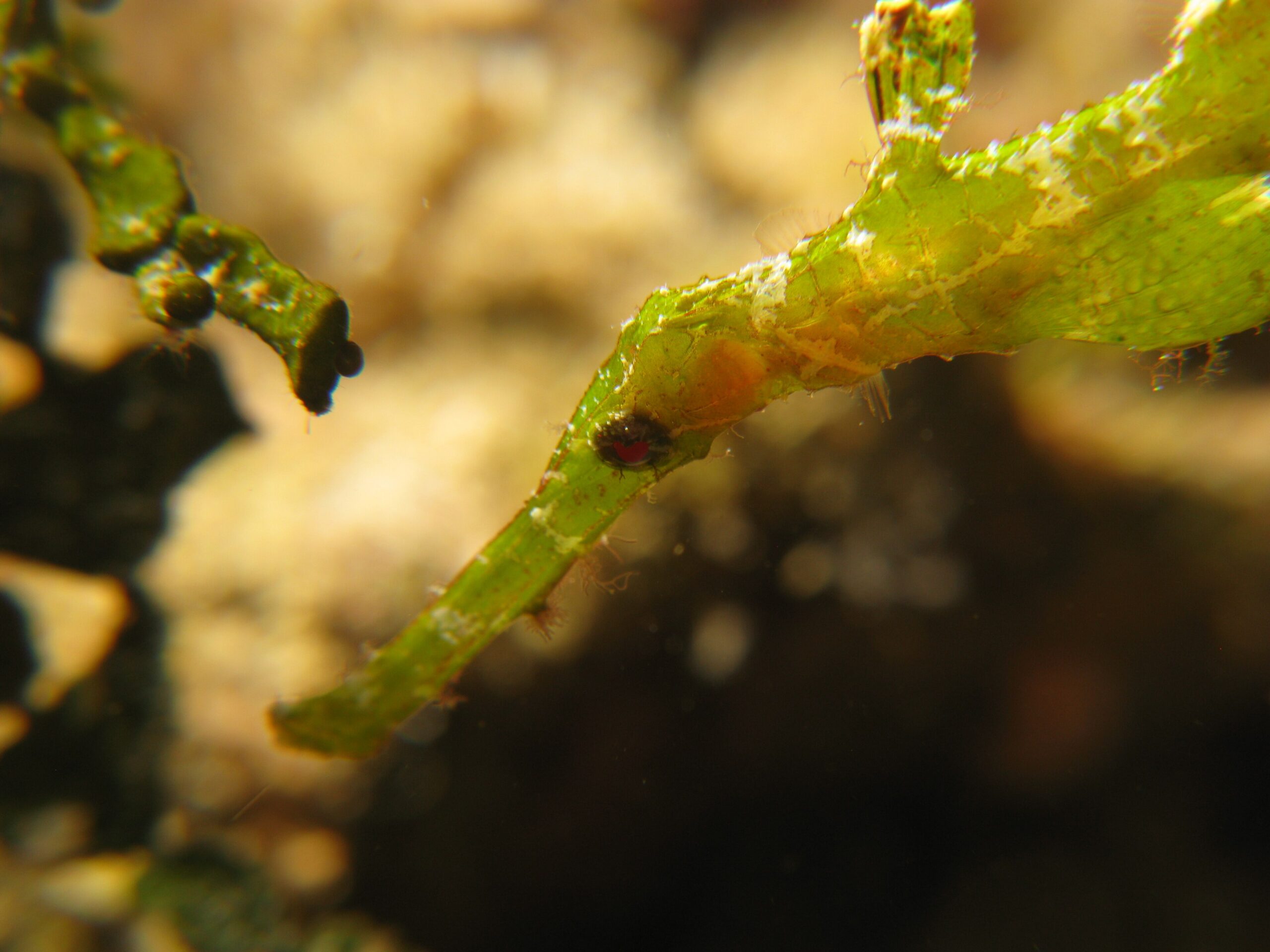 Ghost pipefish (Solenostomus) camouflaged among reef growth