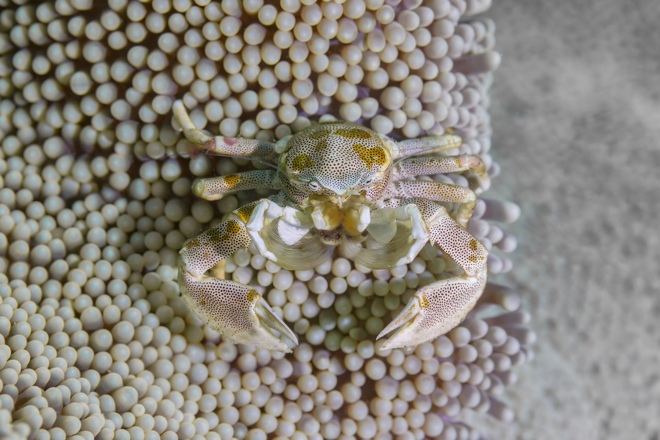 Porcelain crab (Neopetrolisthes maculatus) on a coral reef