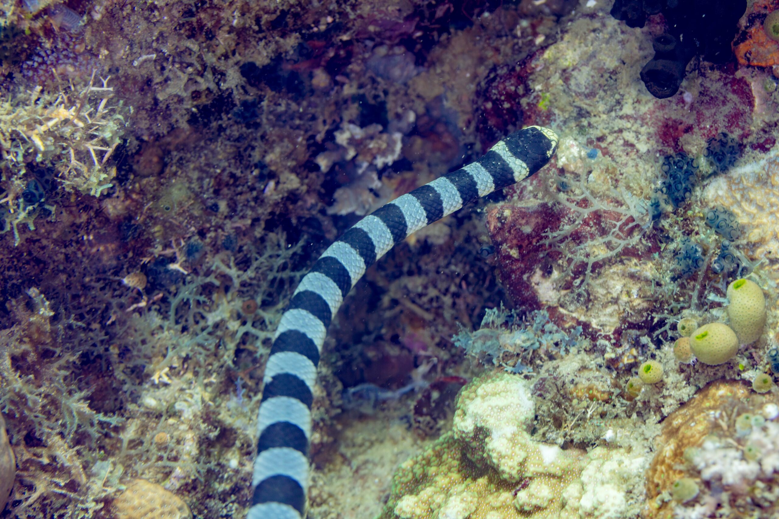 Banded sea krait (Laticauda colubrina) over a coral reef