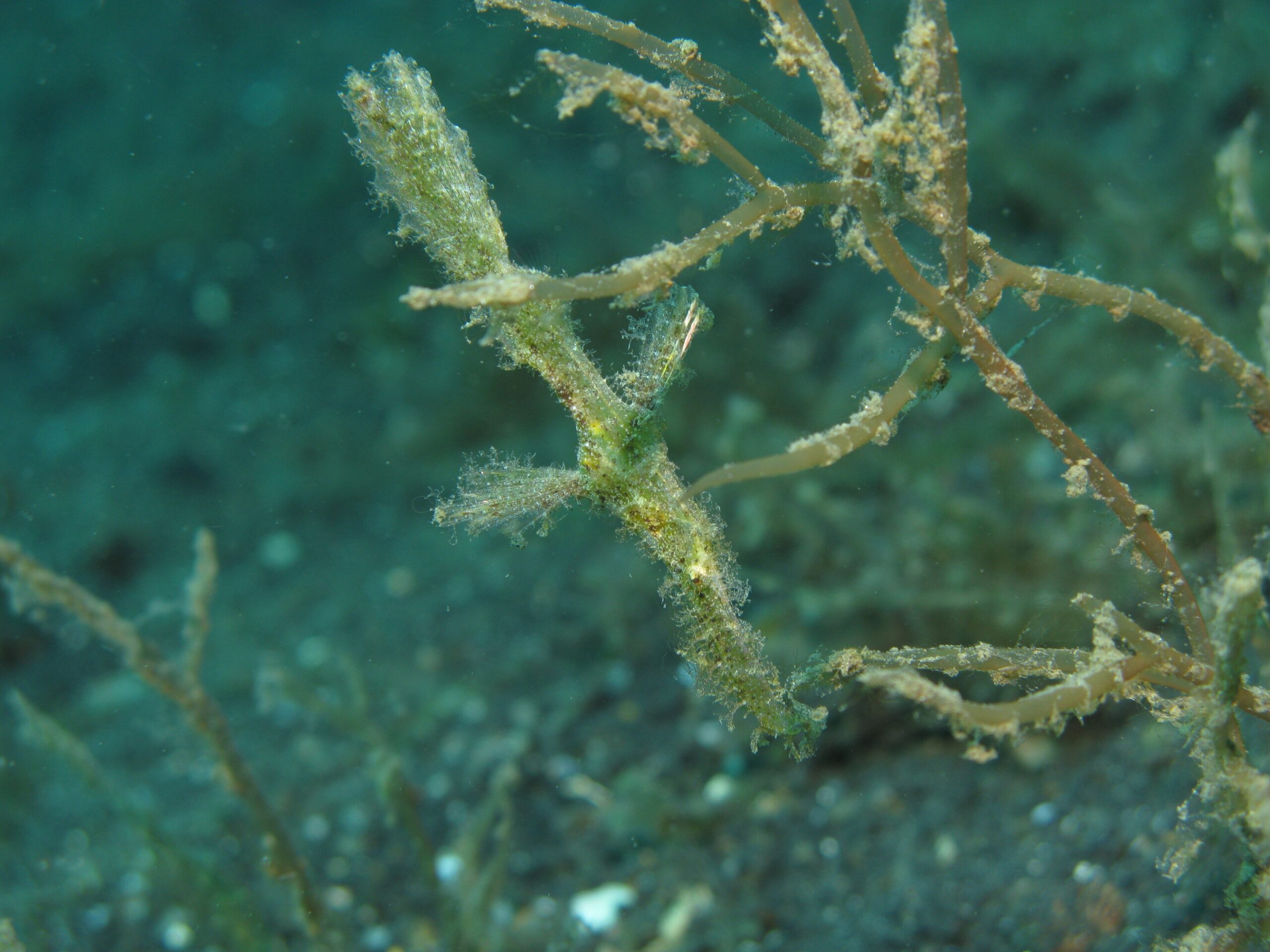Pipefish (Solenostomus) among reef growth
