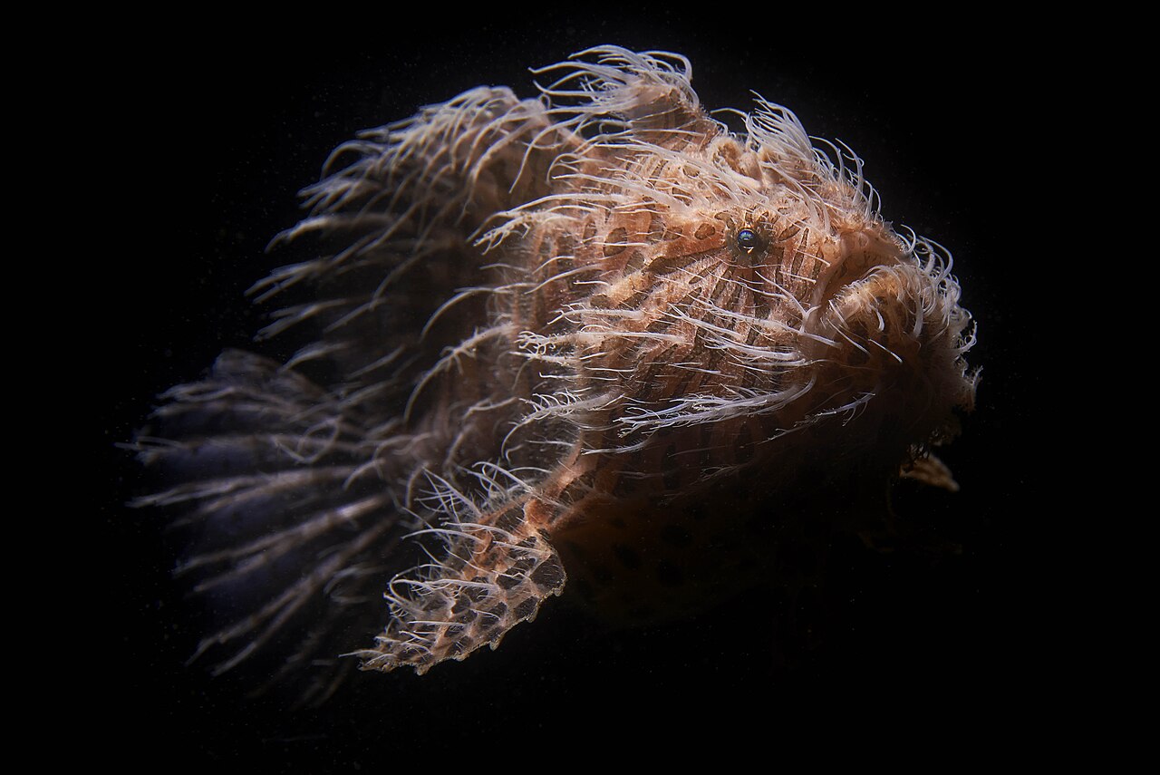 Frogfish (Antennariidae) camouflaged on a reef
