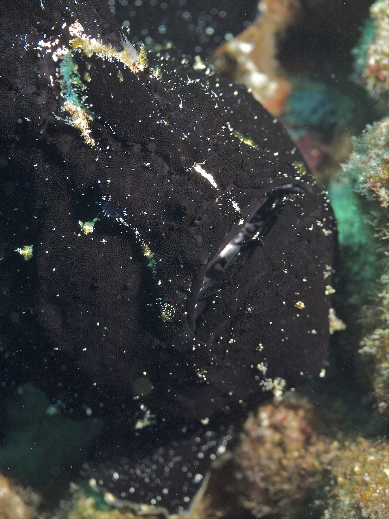 Frogfish (Antennariidae) camouflaged on a reef
