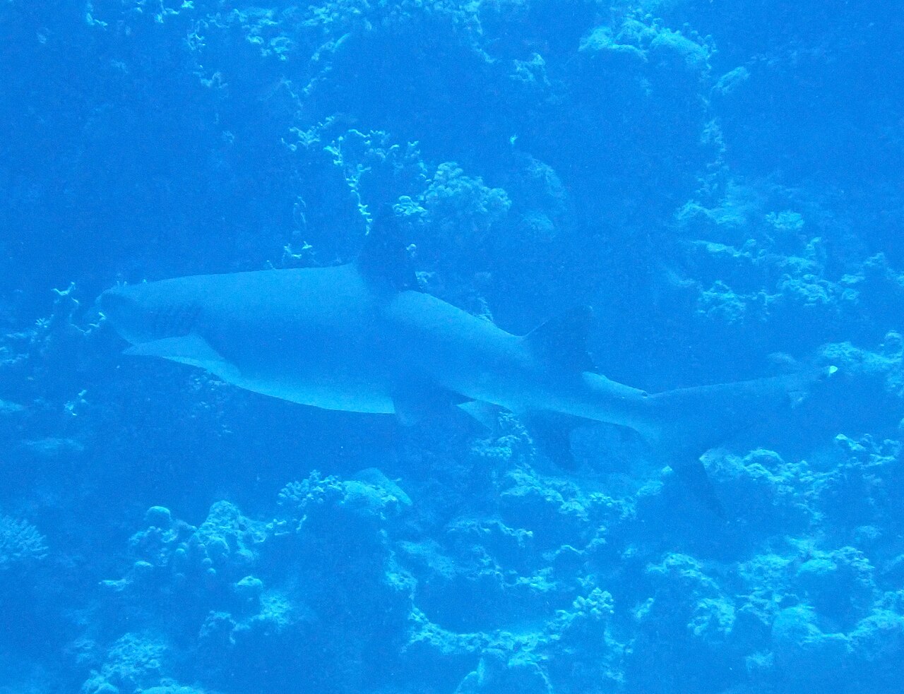 Whitetip reef shark (Triaenodon obesus) resting on a coral reef