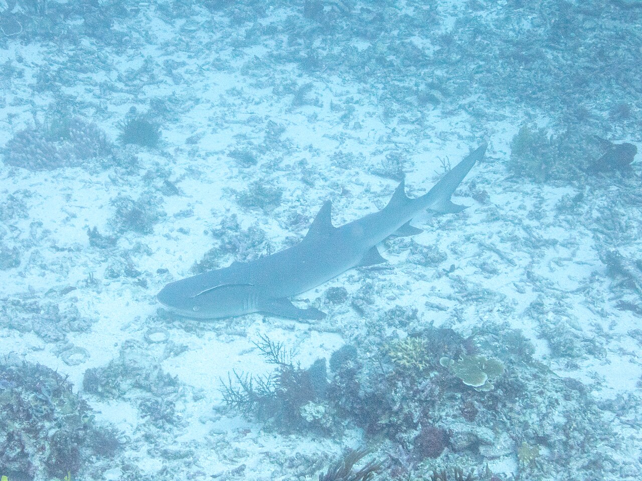 Whitetip reef shark (Triaenodon obesus) resting on a coral reef