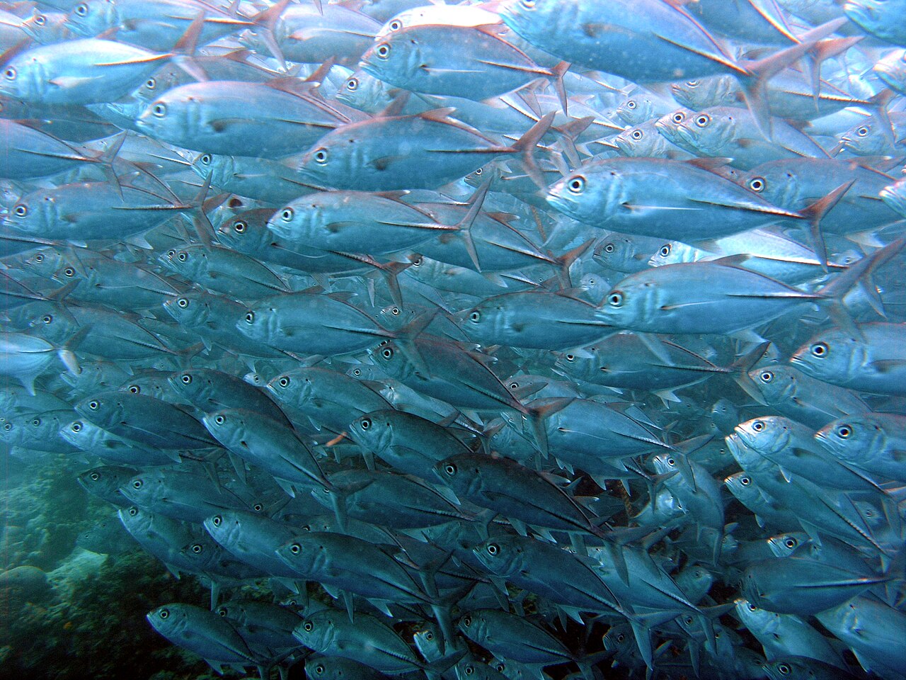 Bigeye trevally (Caranx sexfasciatus) schooling in open water
