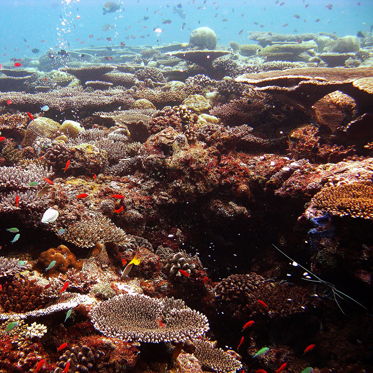 Hard coral (Acropora) on a coral reef