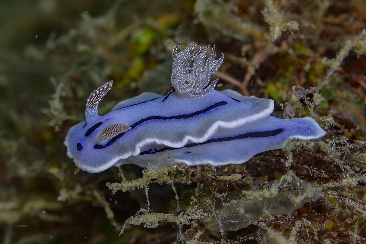 Nudibranch (Chromodoris willani) on a coral reef