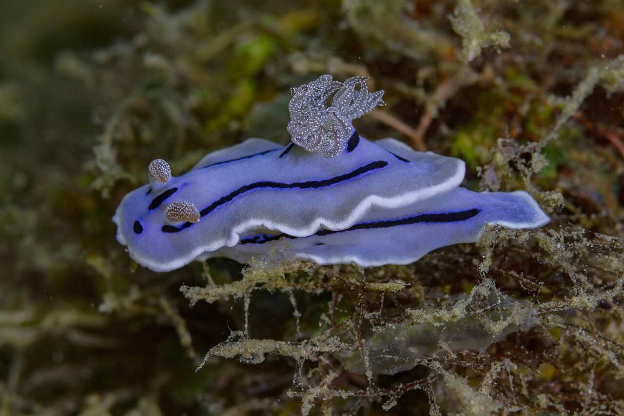 Nudibranch (Chromodoris willani) on a coral reef