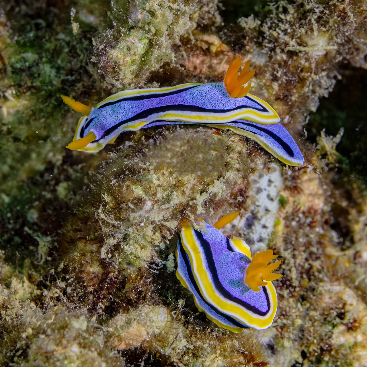 Nudibranch (Chromodoris annae) on a coral reef