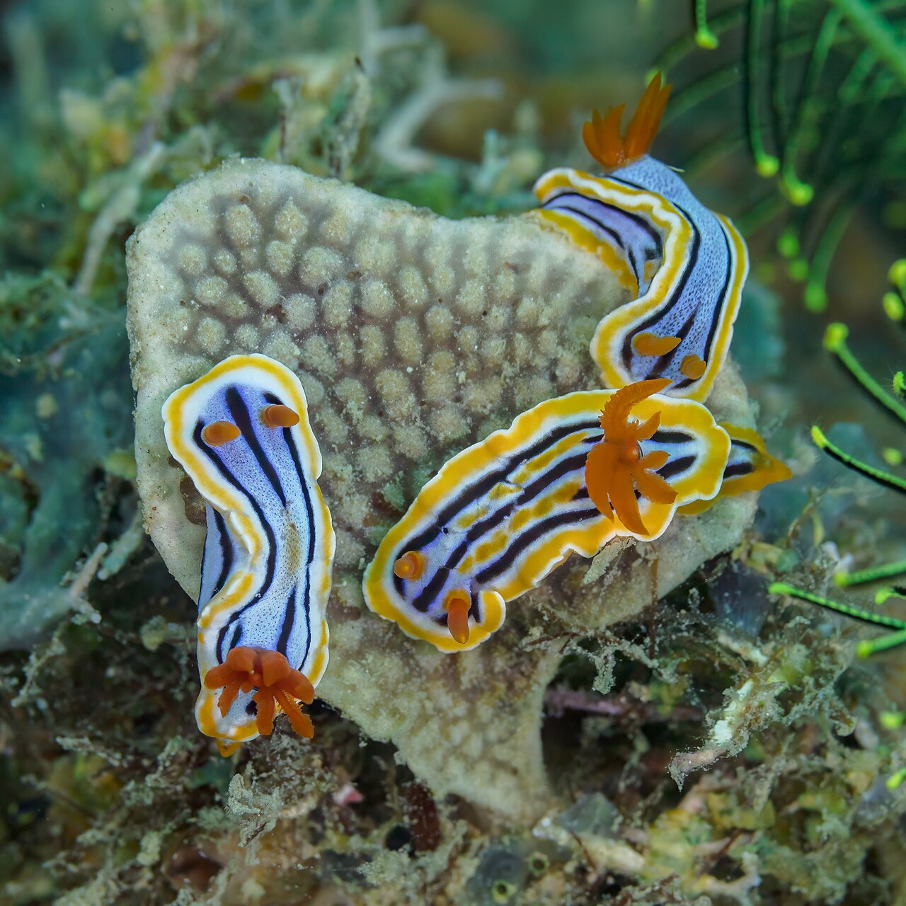 Nudibranch (Chromodoris strigata) on a coral reef