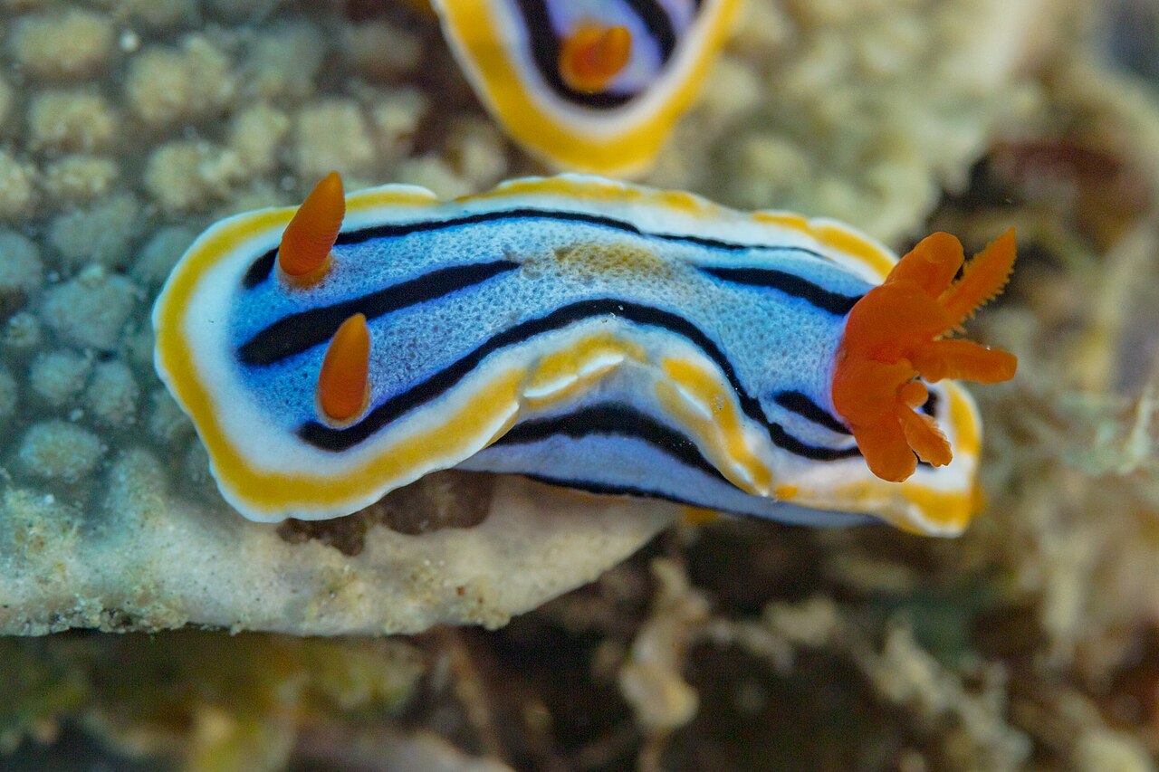 Nudibranch (Chromodoris annae) on a coral reef