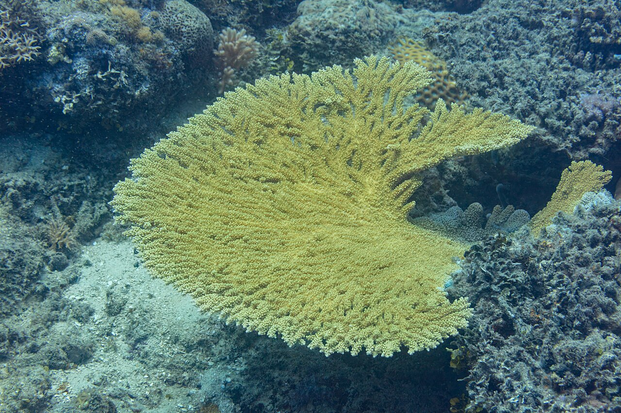 Hard coral (Acropora clathrata) on a coral reef