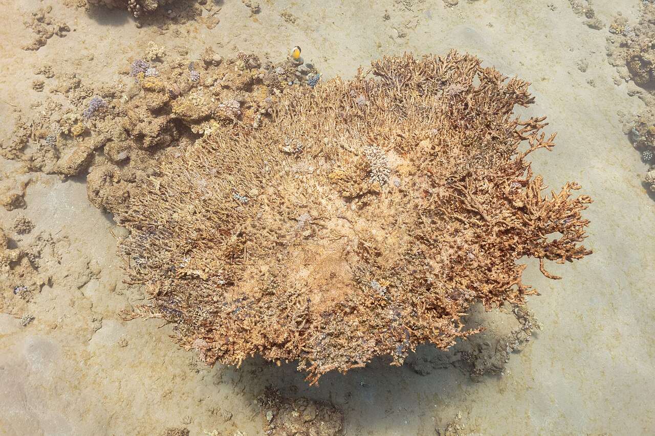 Hard coral (Acropora hyacinthus) on a coral reef