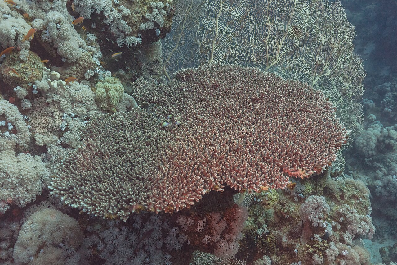 Hard coral (Acropora hyacinthus) on a coral reef