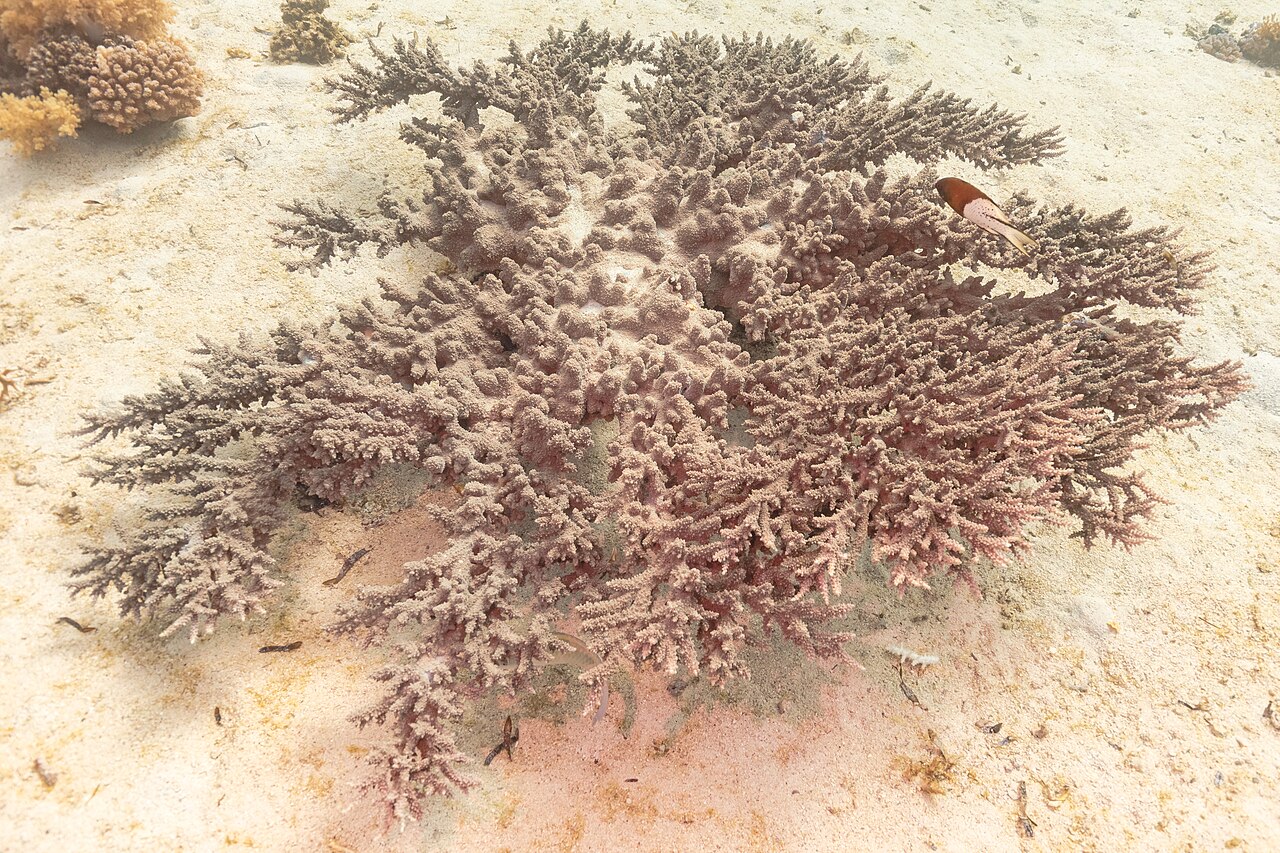 Hard coral (Acropora lamarcki) on a coral reef