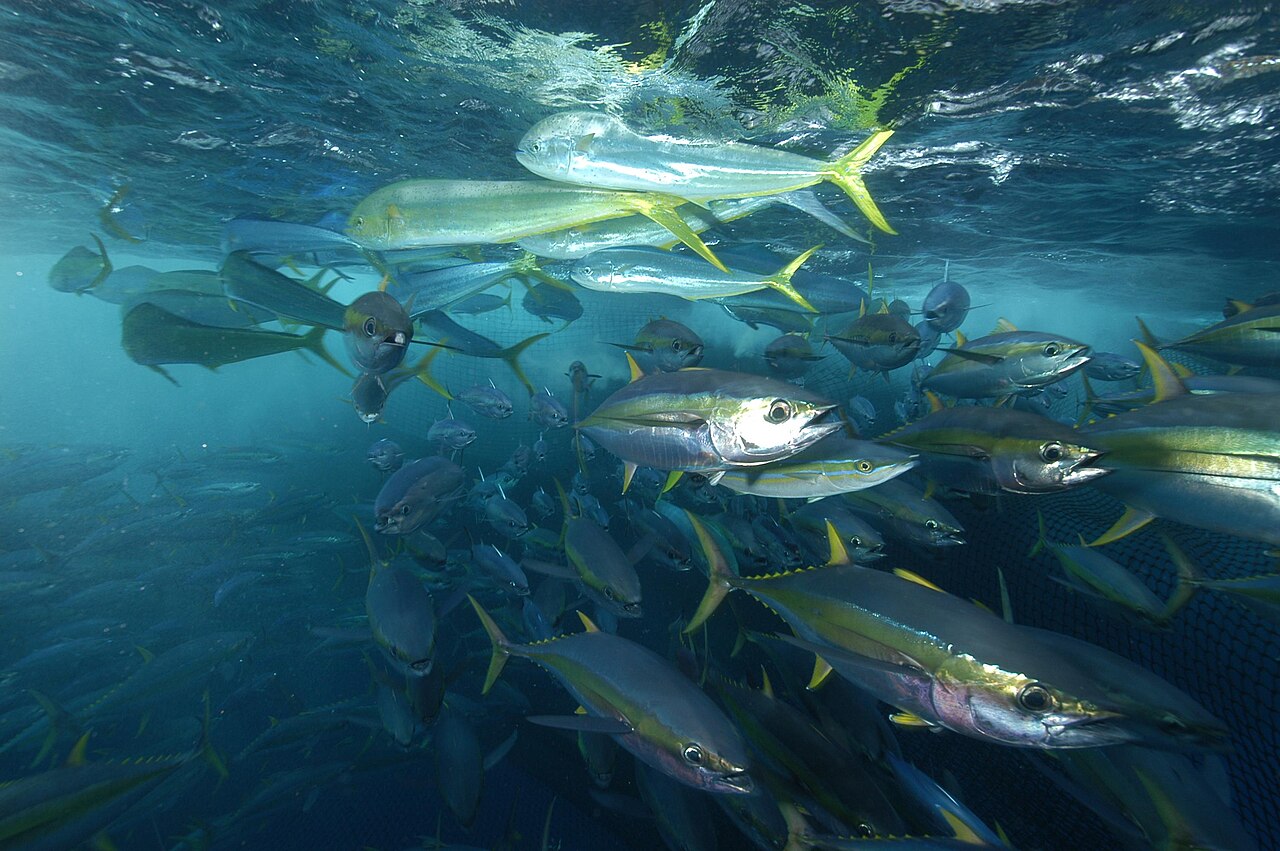 Yellowfin tuna (Thunnus albacares) schooling in open water