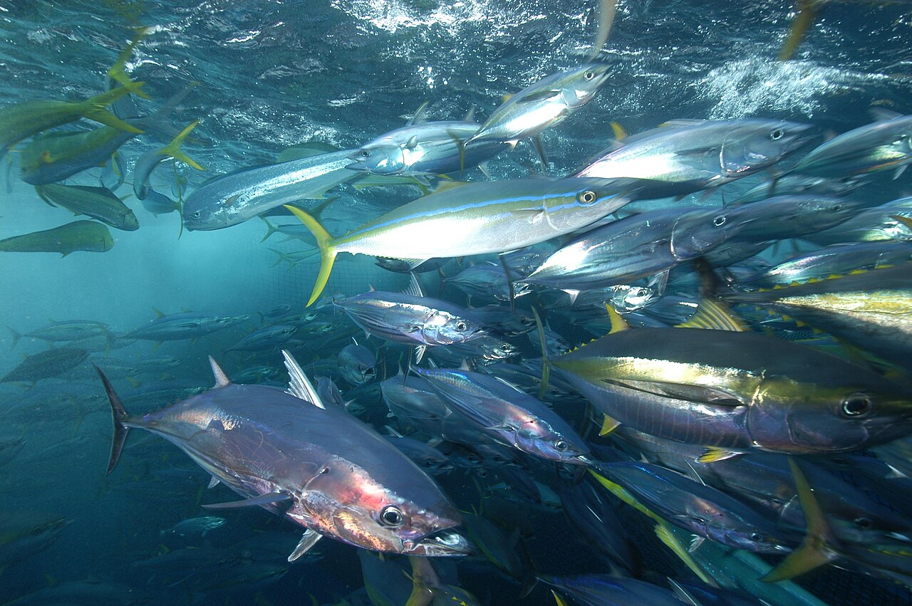 Yellowfin tuna (Thunnus albacares) schooling in open water