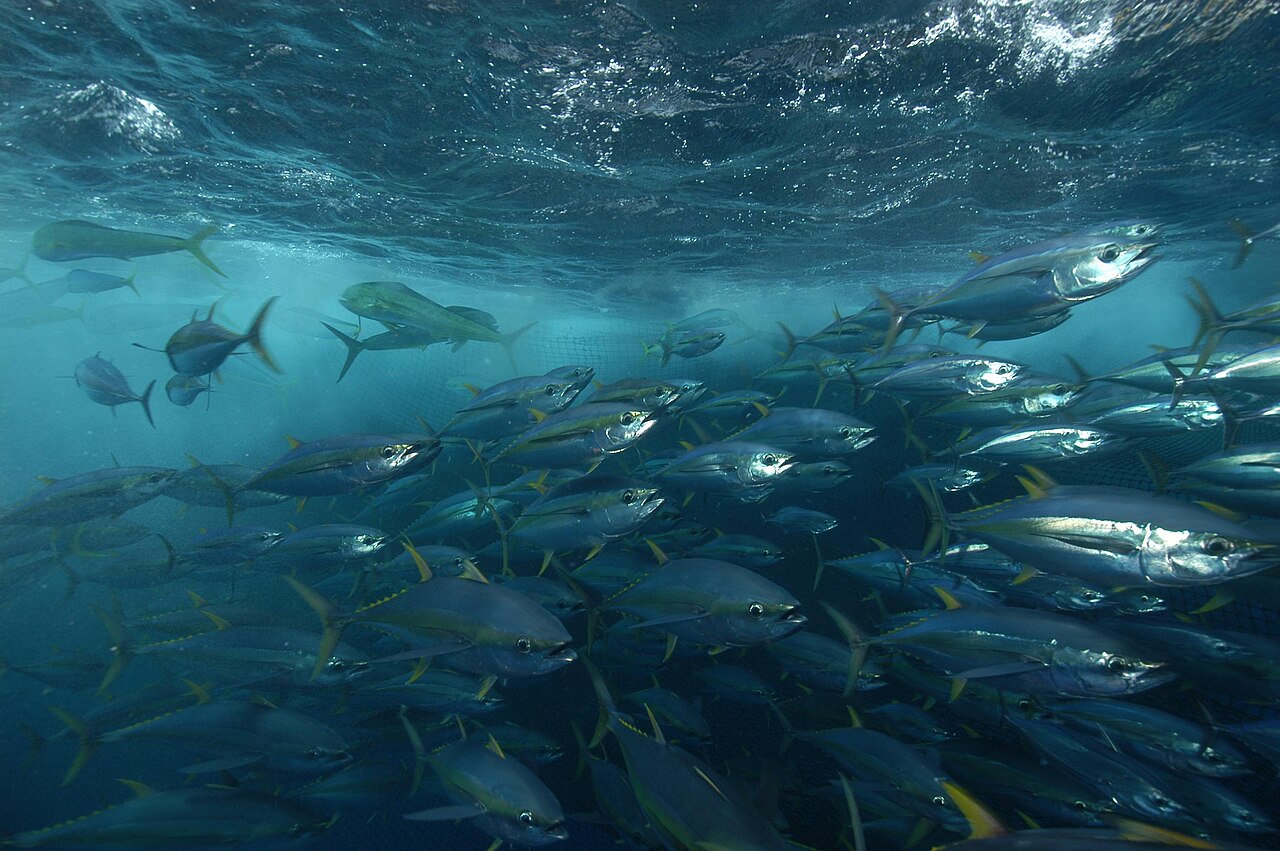 Yellowfin tuna (Thunnus albacares) schooling in open water