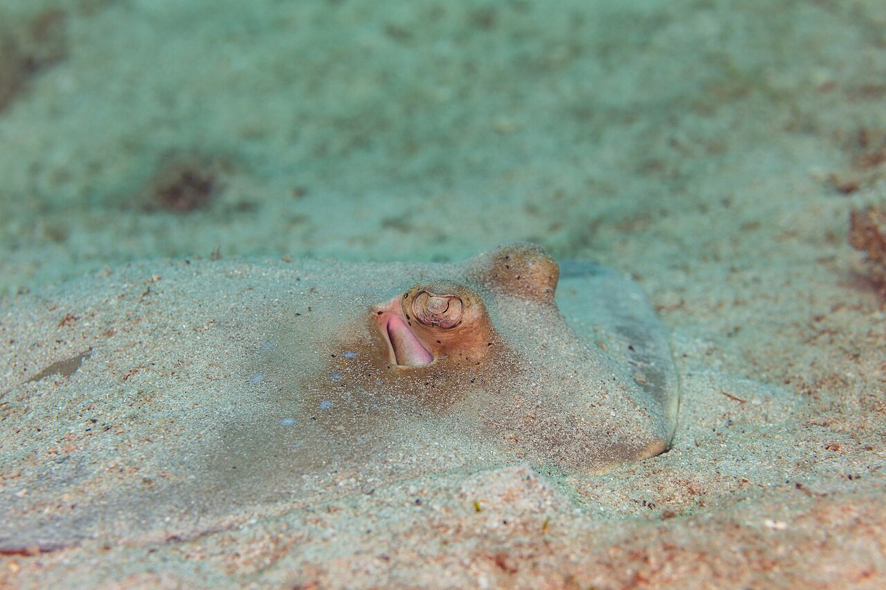 Blue-spotted ribbontail ray (Taeniura lymma) over a sandy reef