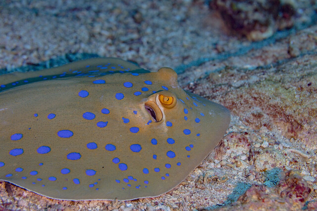 Blue-spotted ribbontail ray (Taeniura lymma) over a sandy reef