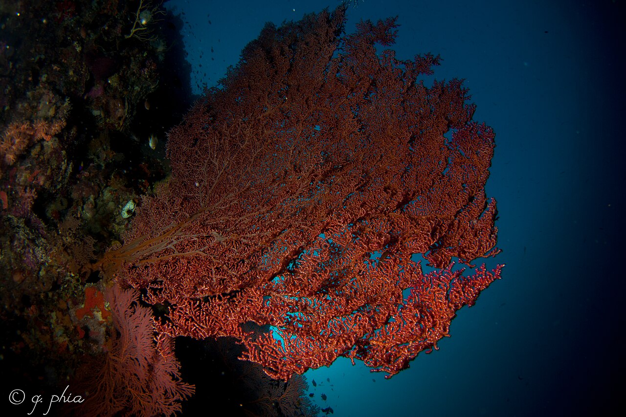 Sea fan (Gorgonia) on a coral reef