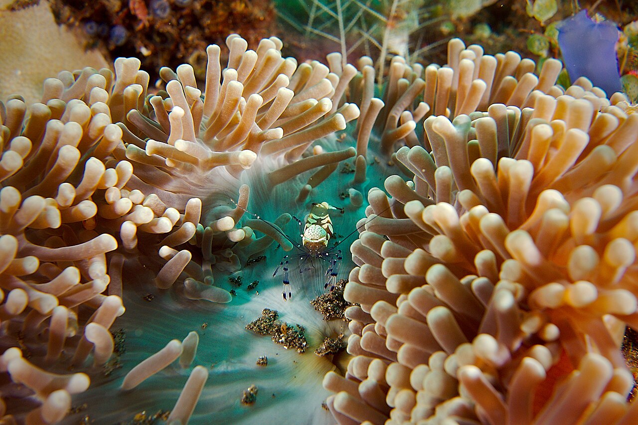 Shrimp on a coral reef