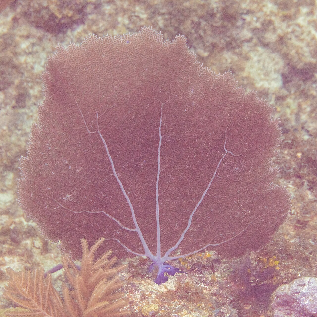Sea fan (Gorgonia ventalina) on a coral reef