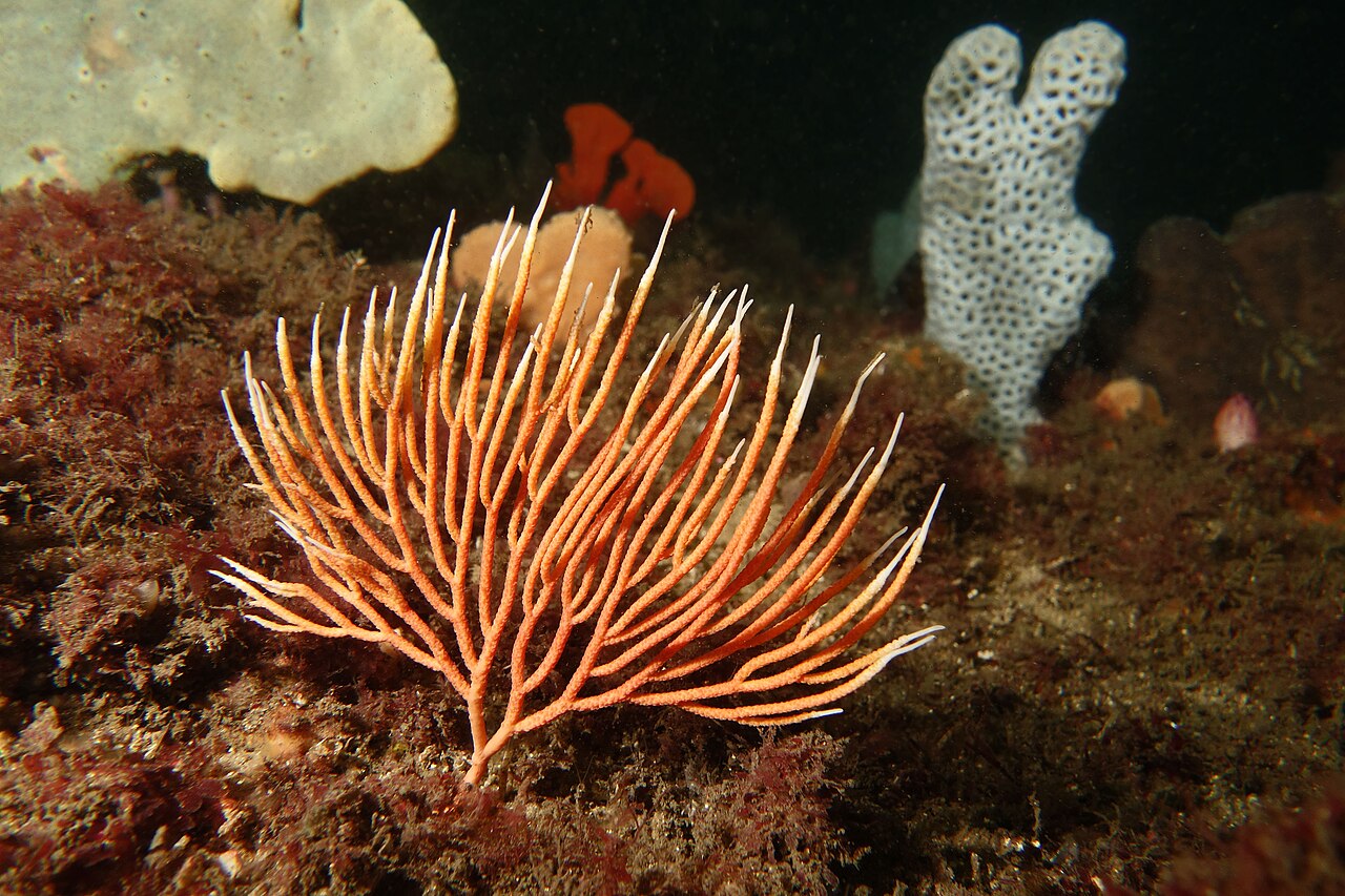 Sea fan (Gorgonia) on a coral reef