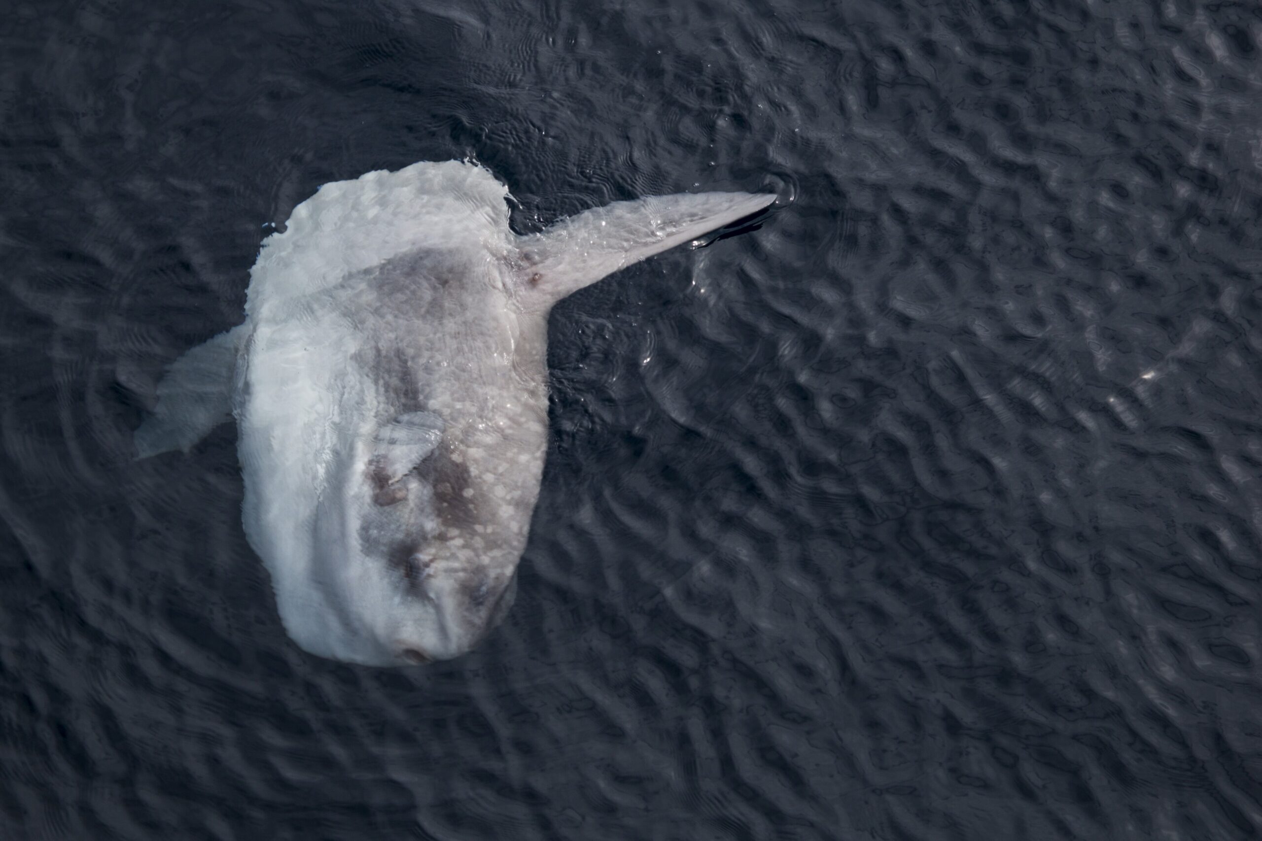 Ocean sunfish (Mola mola) swimming in open water