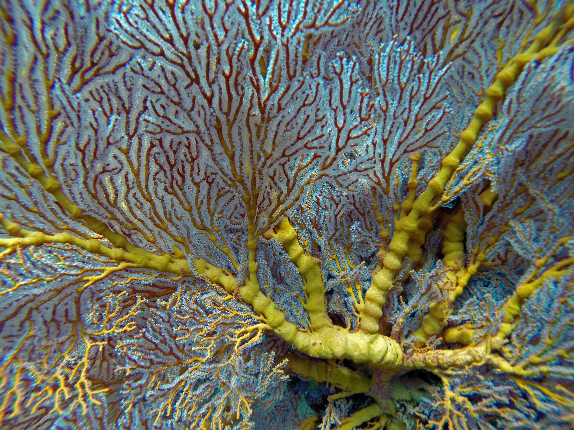 Bali sea fan photographed underwater; the source does not identify the exact dive site.