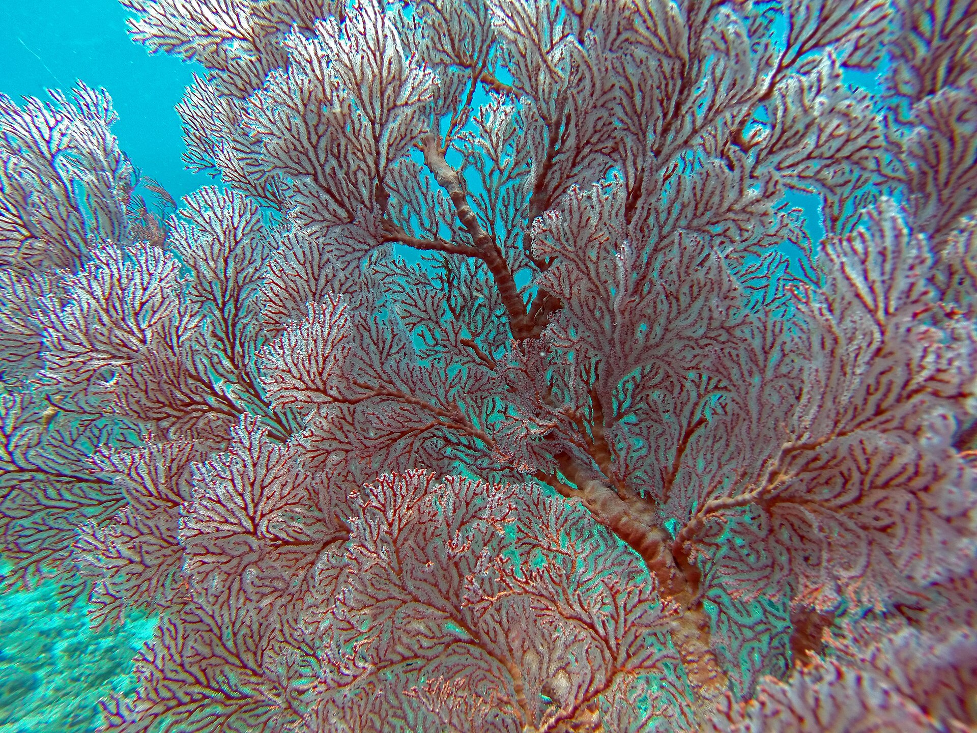 Bali sea fan photographed underwater; the source does not identify the exact dive site.