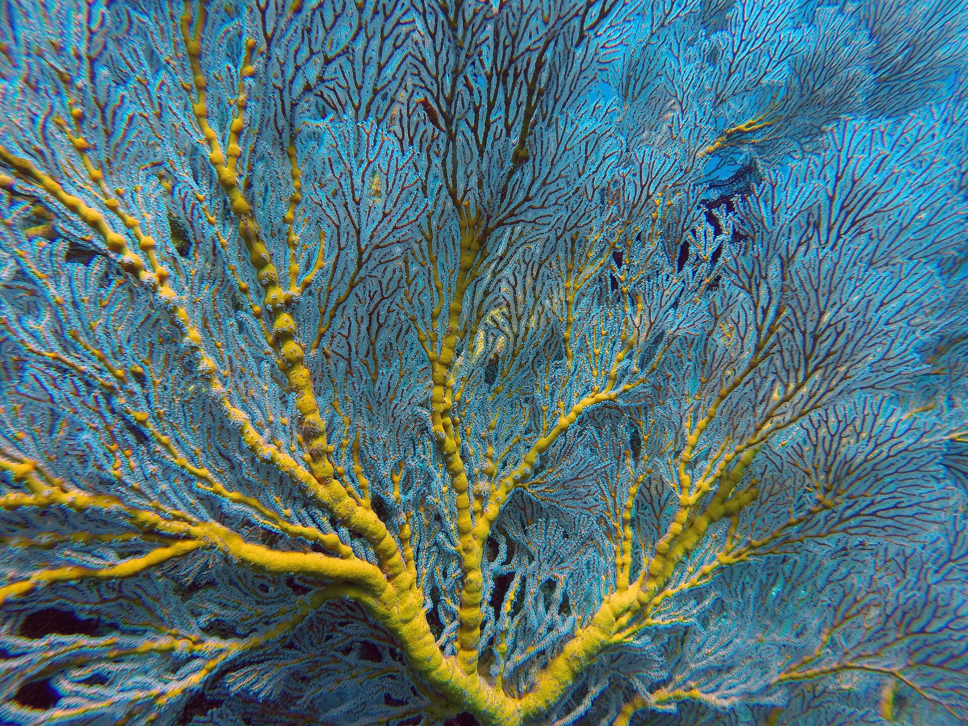 Bali sea fan photographed underwater; the source does not identify the exact dive site.
