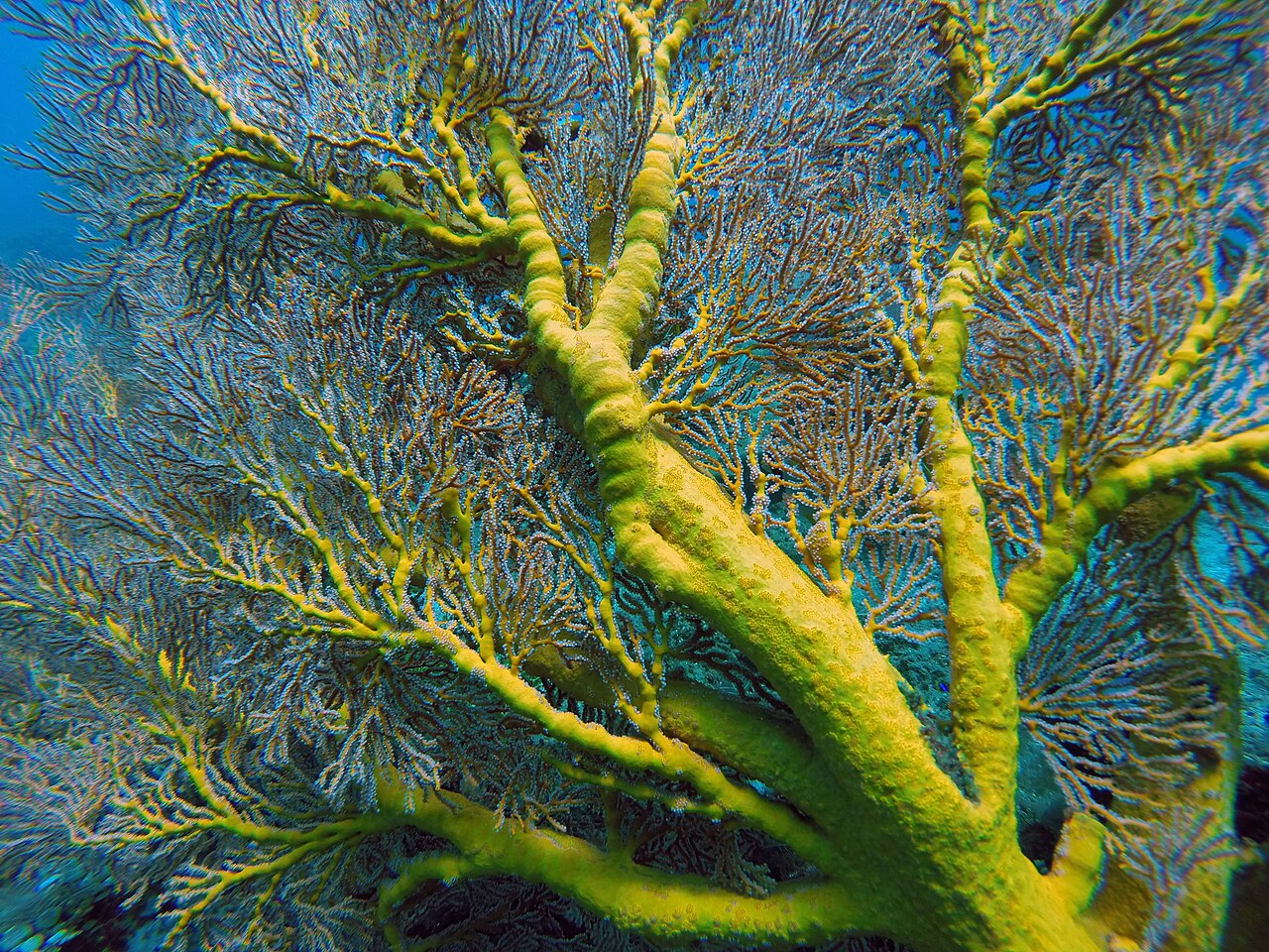 Large sea fan photographed underwater in Bali; representative regional habitat, not an exact Amed dive-site photograph.