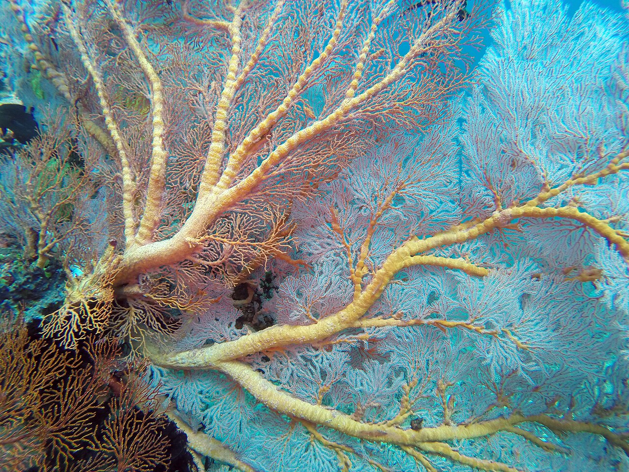 Sea fan habitat photographed underwater in Bali; representative regional habitat, not an exact Amed dive-site photograph.