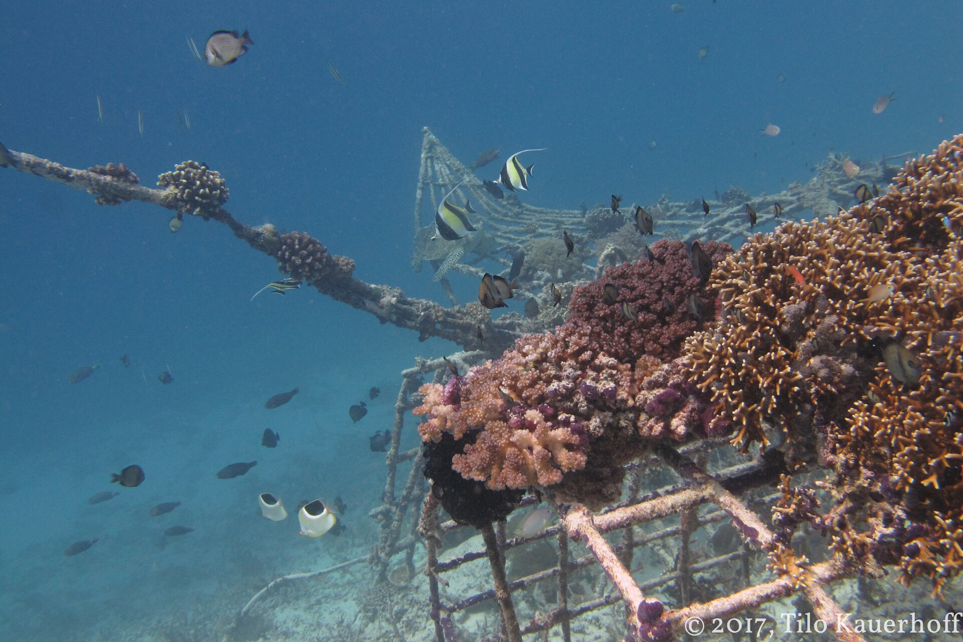 Coral and reef fish on a Biorock structure at Gili Trawangan.