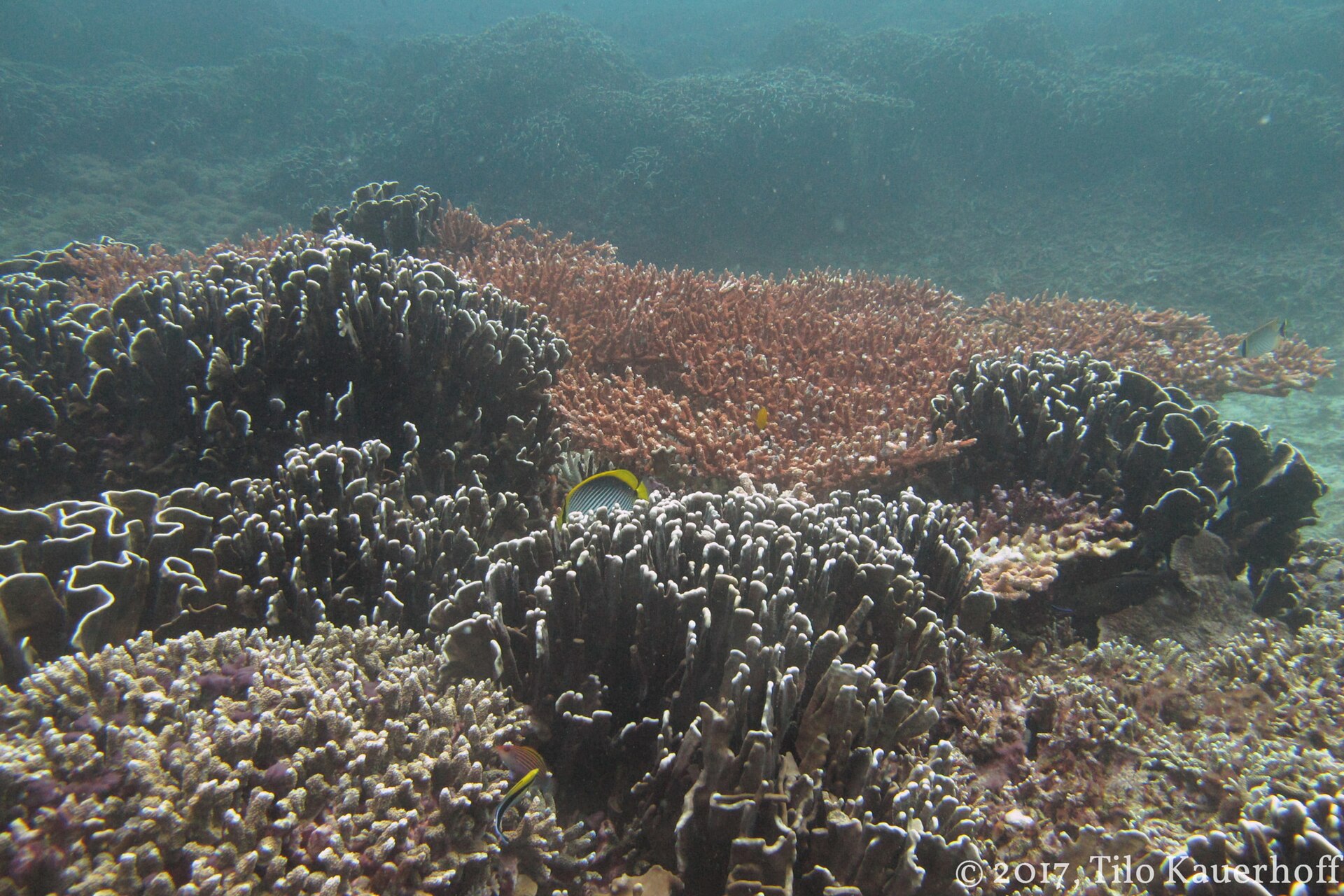 Natural coral reef around the Gili Islands, Lombok.
