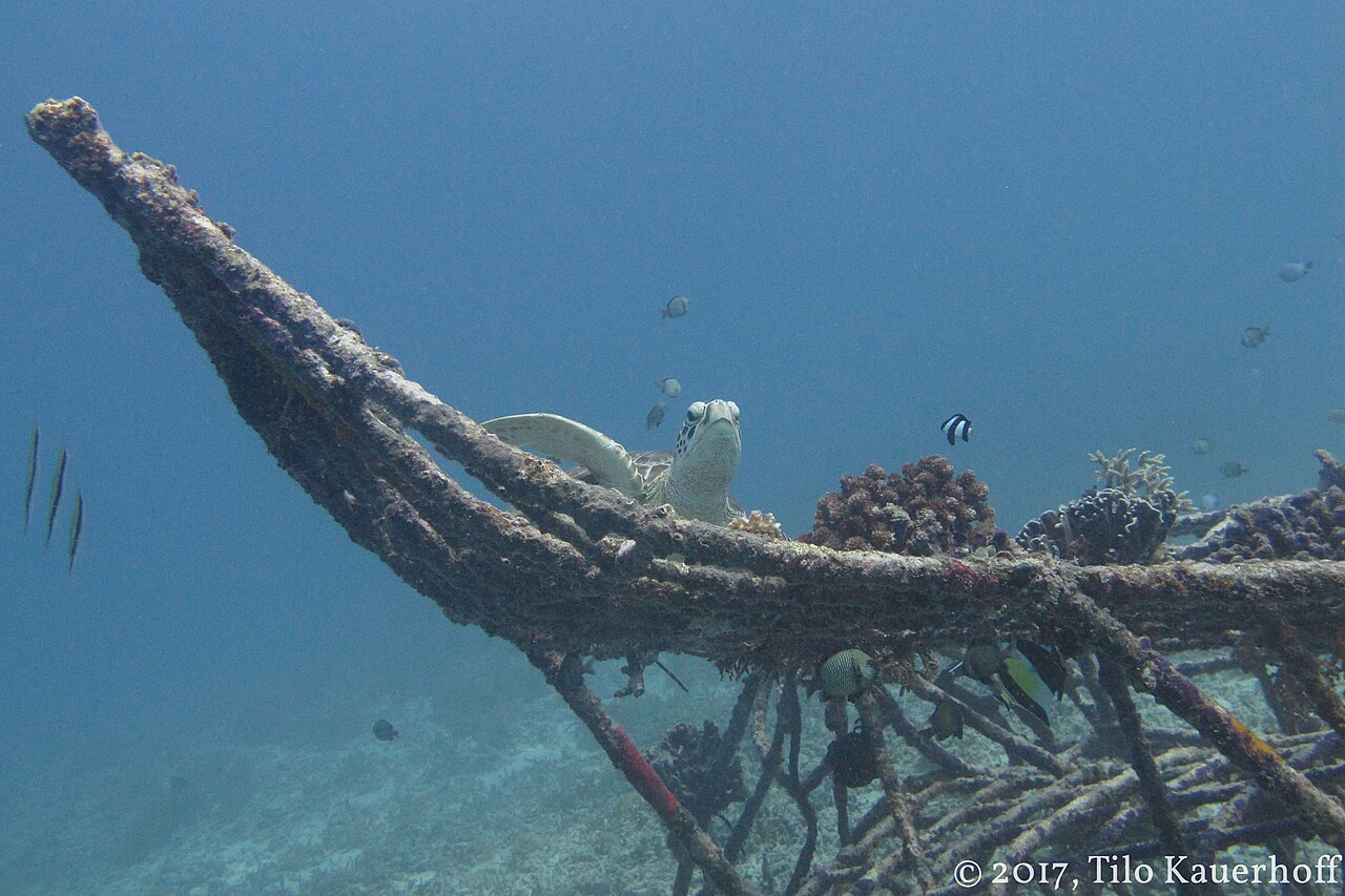 Green turtle resting on a Biorock structure in the waters around Gili Trawangan.