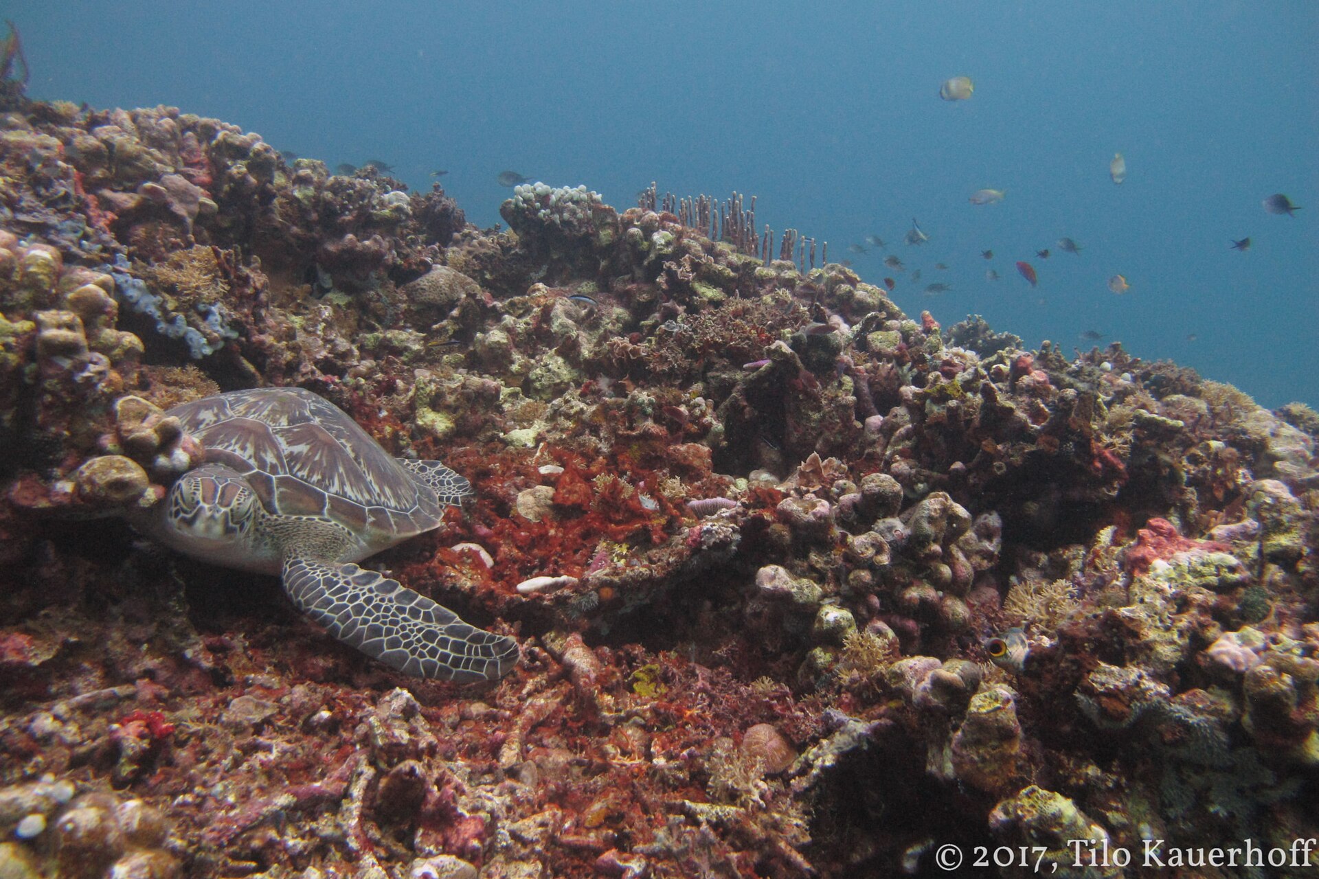 Green turtle resting on a natural reef around the Gili Islands, Lombok.