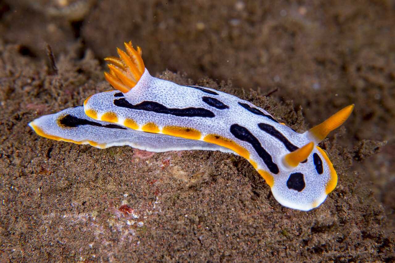 Nudibranch photographed at Batu Niti, Kubu, Bali.