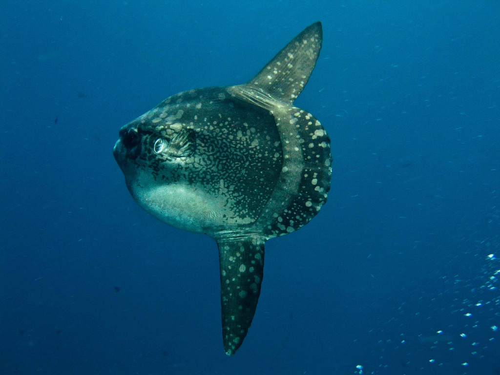 Ocean sunfish photographed in the waters around Nusa Lembongan; encounters are seasonal and never guaranteed.