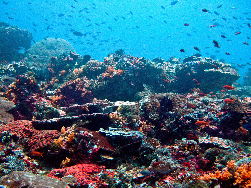 Coral reef in the waters around Nusa Lembongan.