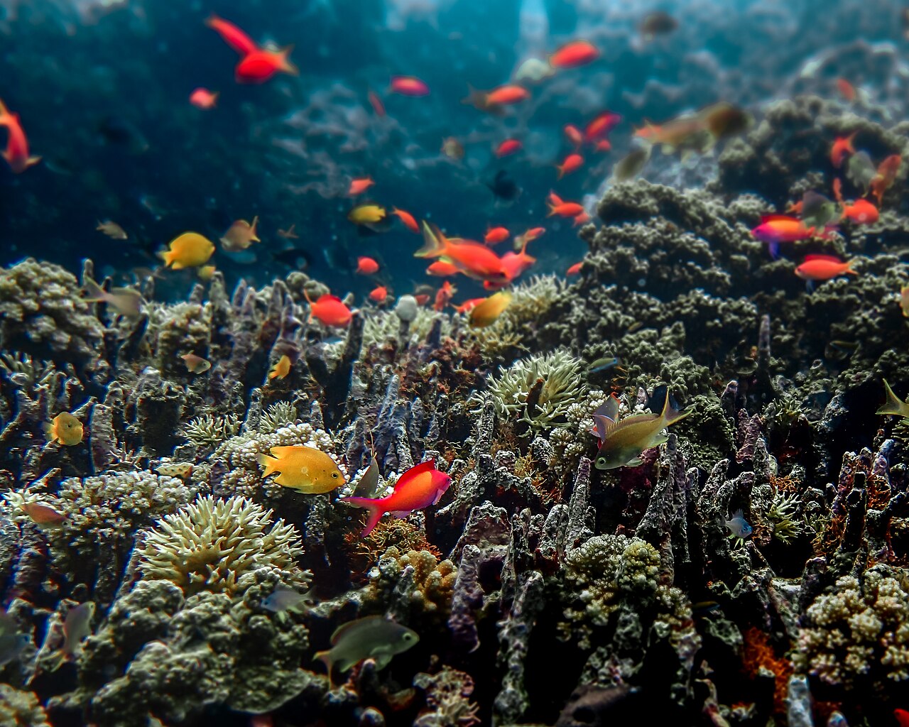 Reef fish and coral biodiversity photographed underwater at Menjangan Island, Bali.
