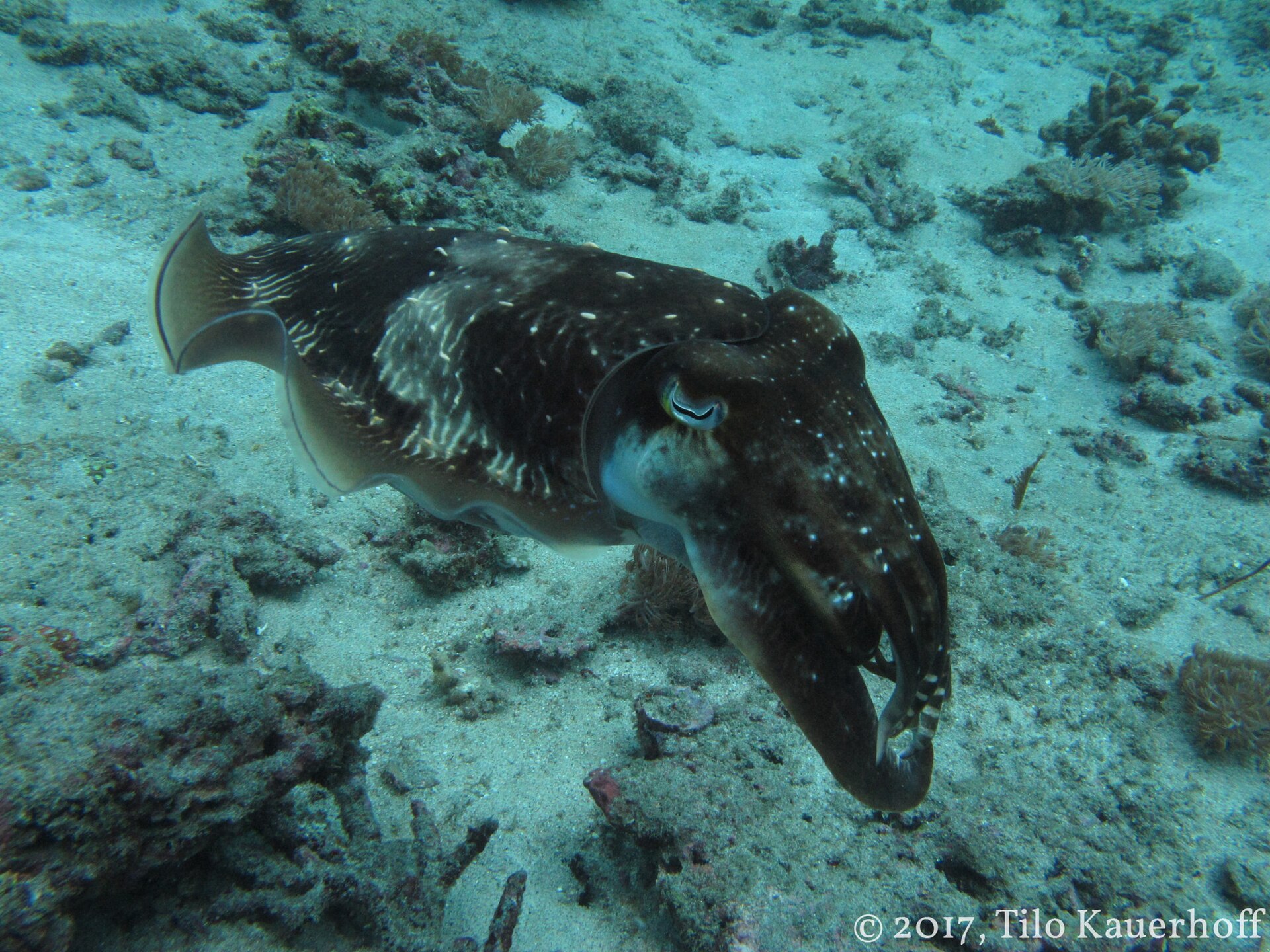 Cuttlefish photographed while diving at Padang Bai.