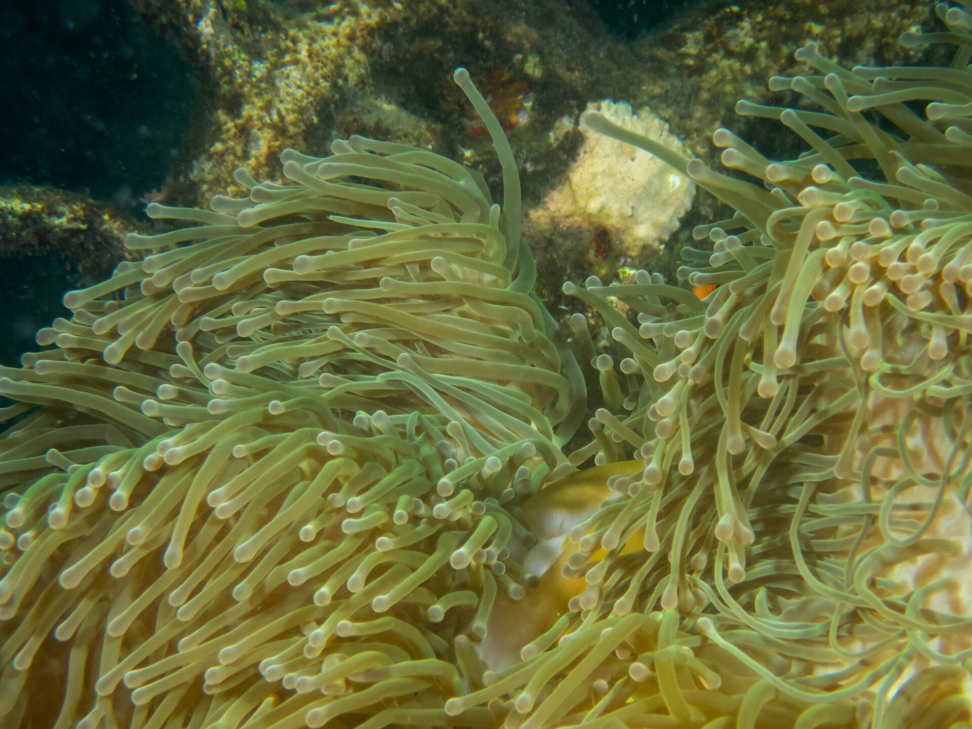 Magnificent sea anemones on the Biorock reef at Pemuteran.