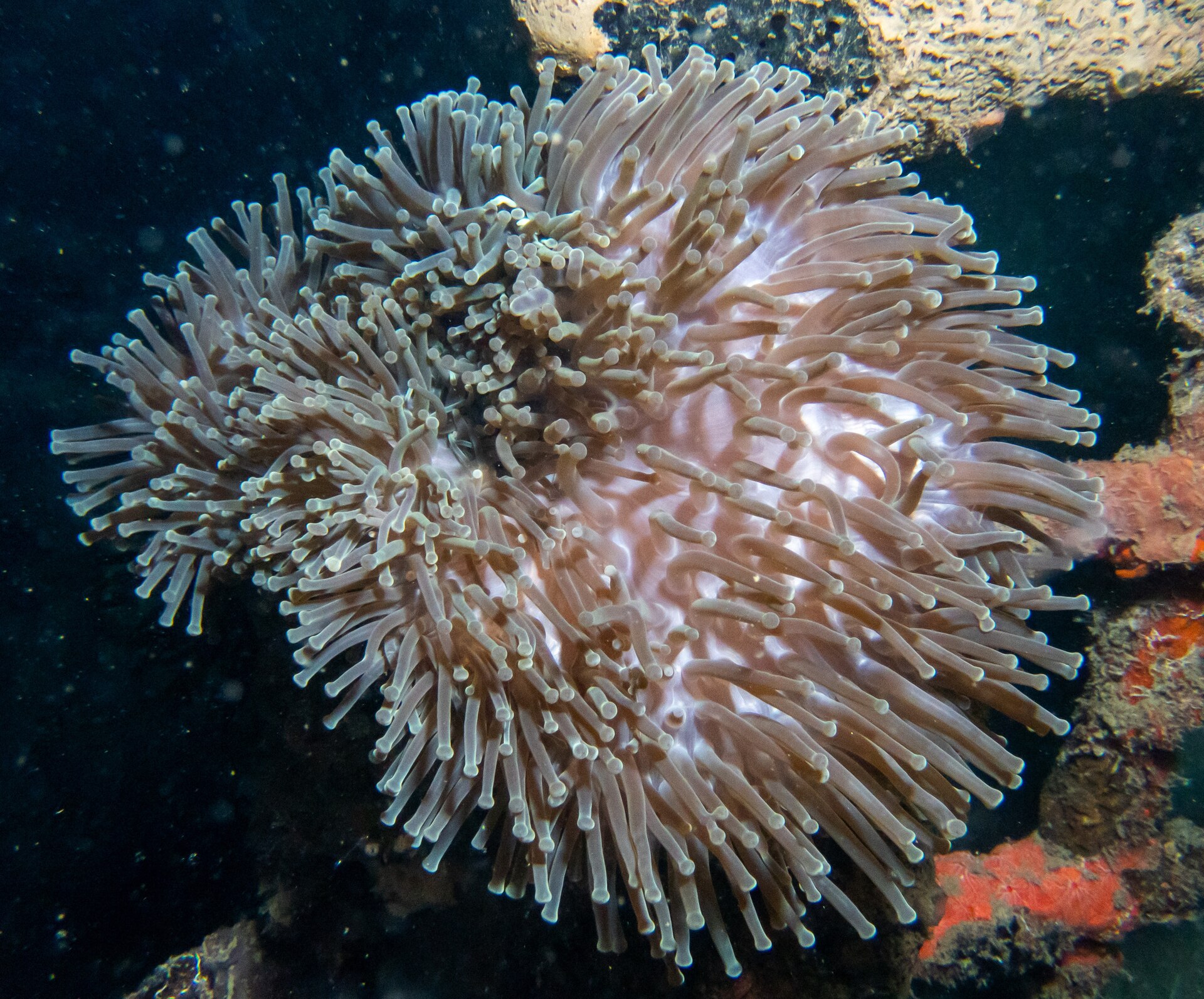 Magnificent sea anemone on the Biorock reef at Pemuteran.