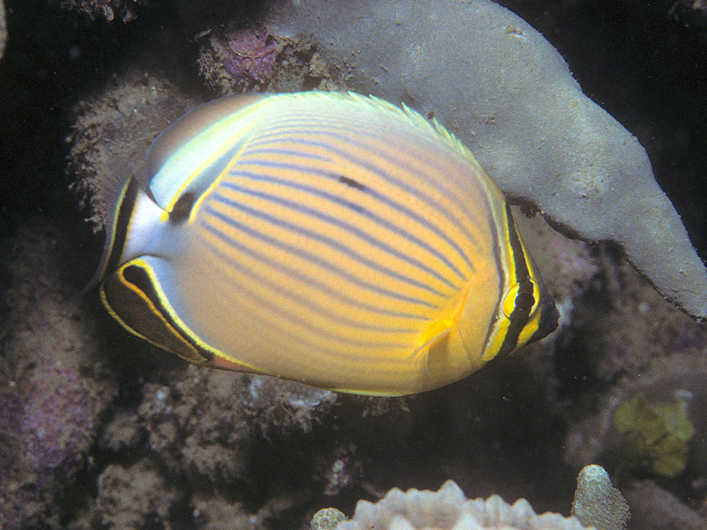 Oval butterflyfish photographed underwater at Pemuteran, Bali; the source does not identify a specific dive site.